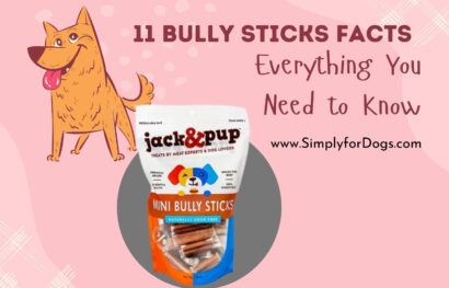 11 Bully Sticks Facts_ Everything You Need to Know (Video)