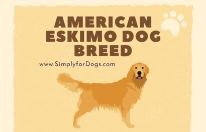 American Eskimo Dog Breed