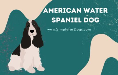 American Water Spaniel Dog