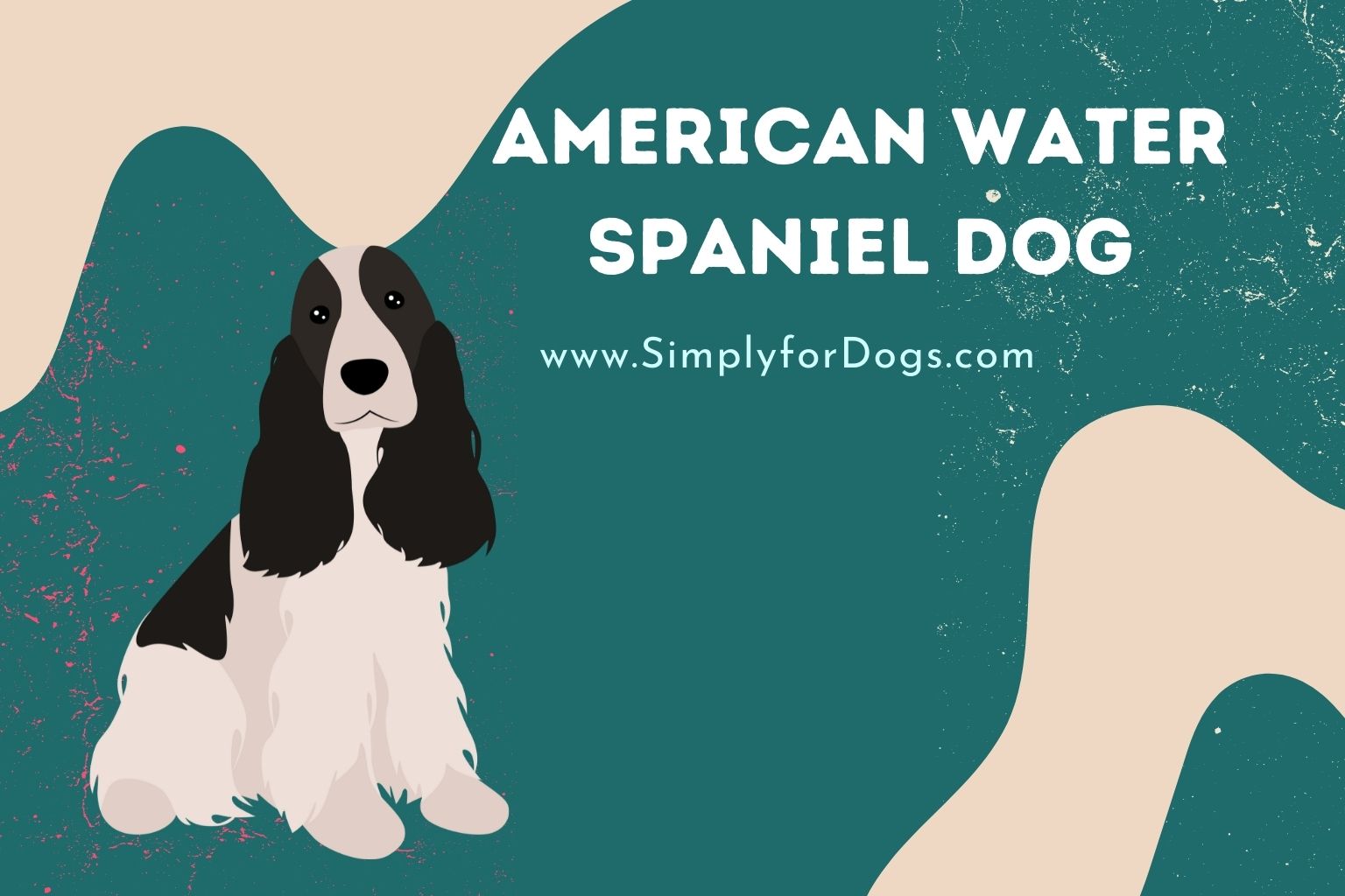 American Water Spaniel Dog