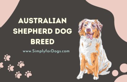 Australian Shepherd Dog Breed