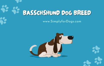 Basschshund Dog Breed