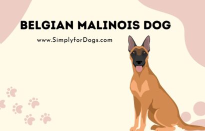 Belgian Malinois Dog