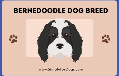 Bernedoodle Dog Breed