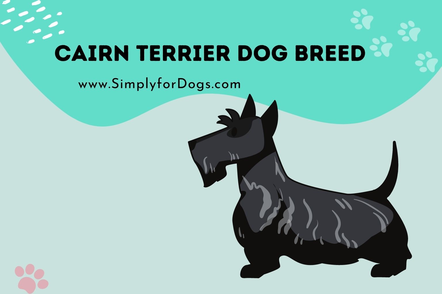 Cairn Terrier Dog Breed