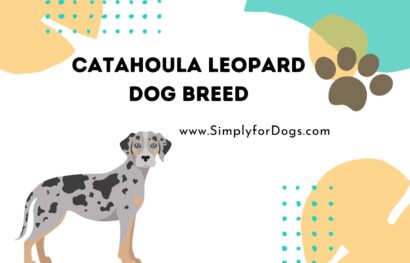 Catahoula Leopard Dog Breed