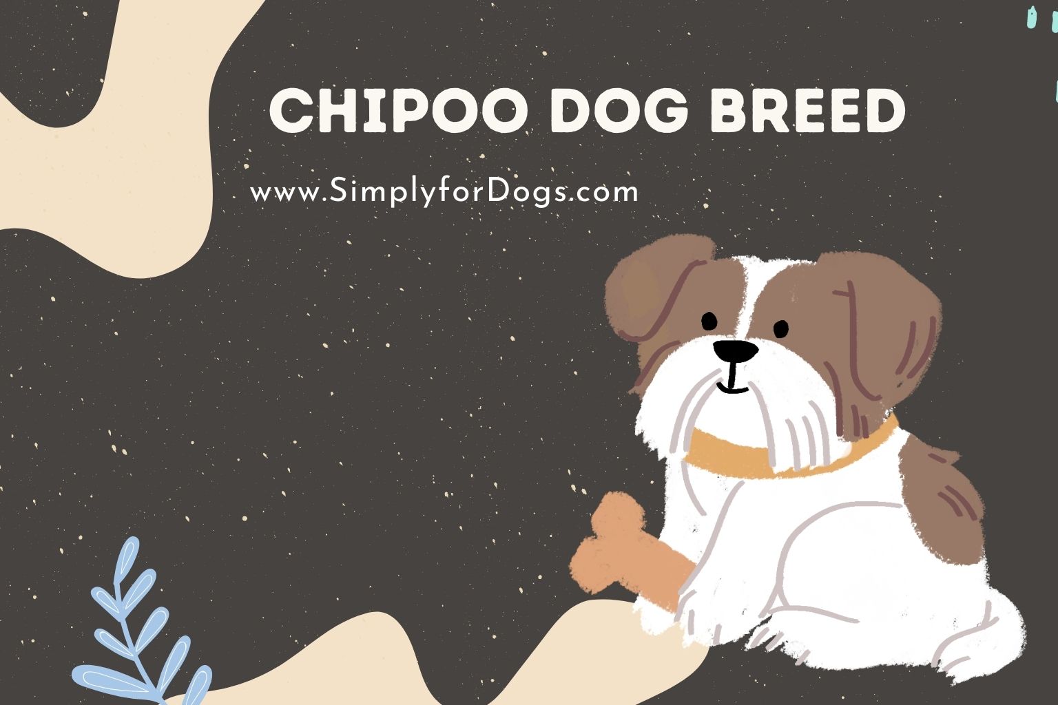 Chipoo Dog Breed
