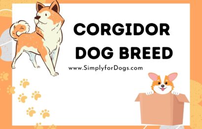Corgidor Dog Breed