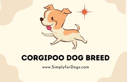 Corgipoo Dog Breed