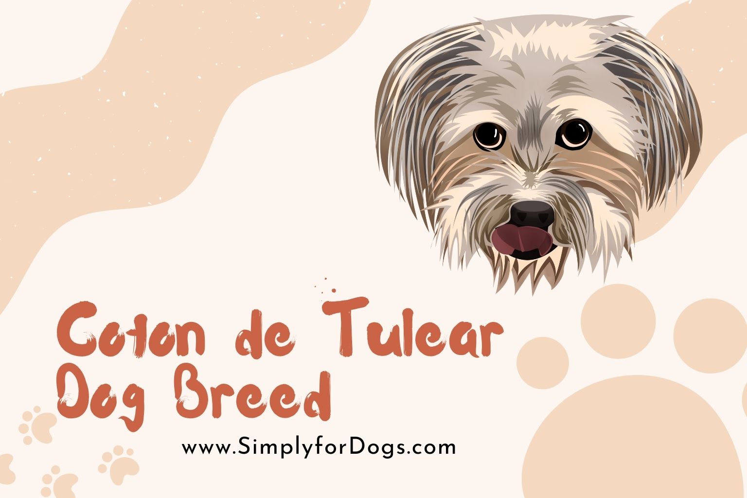 Coton de Tulear Dog Breed