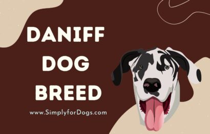 Daniff Dog Breed