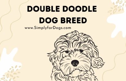 Double Doodle Dog Breed