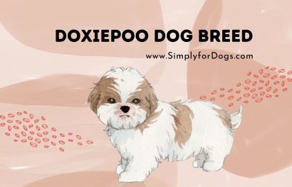Doxiepoo Dog Breed