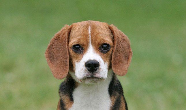Beagle