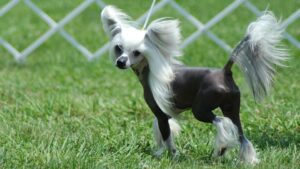 10 Chinese Crested min yadwrl