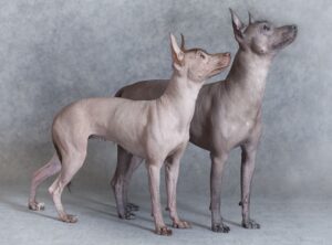 12 African Hairless Dog xi4fvc