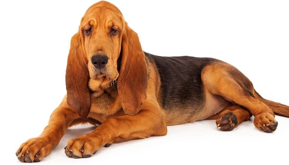  Bloodhound