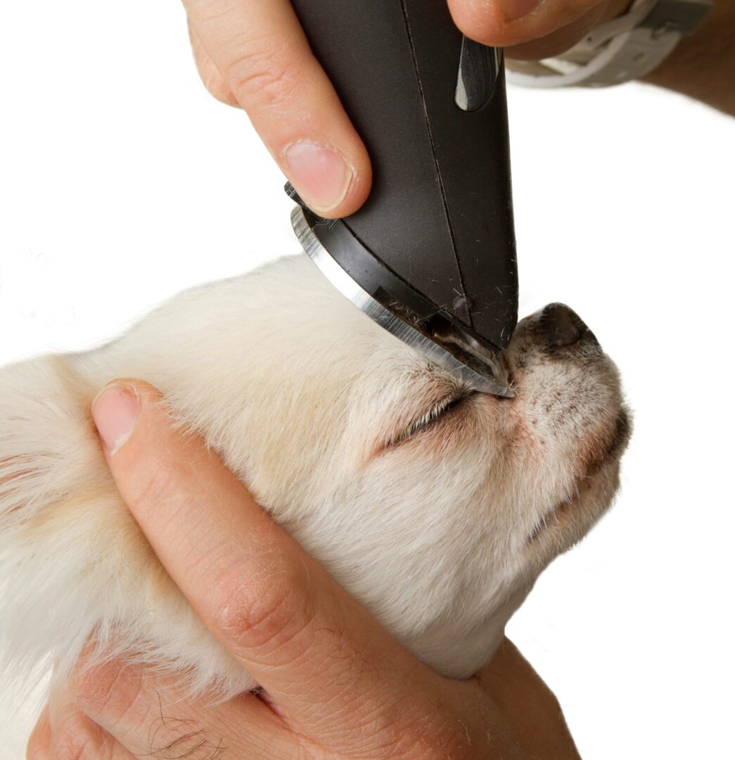 Shaving Dog