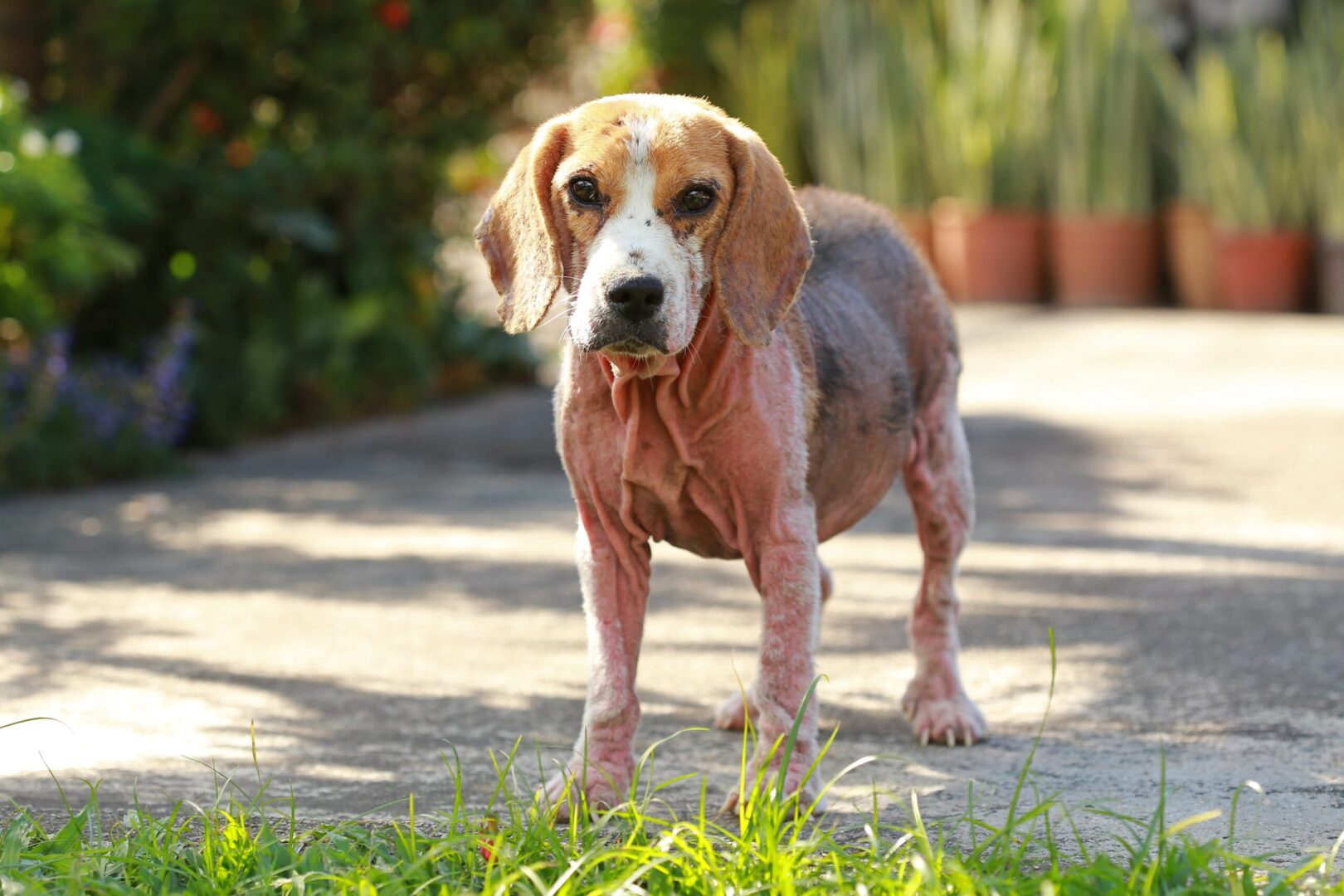Demodicosis in Dogs
