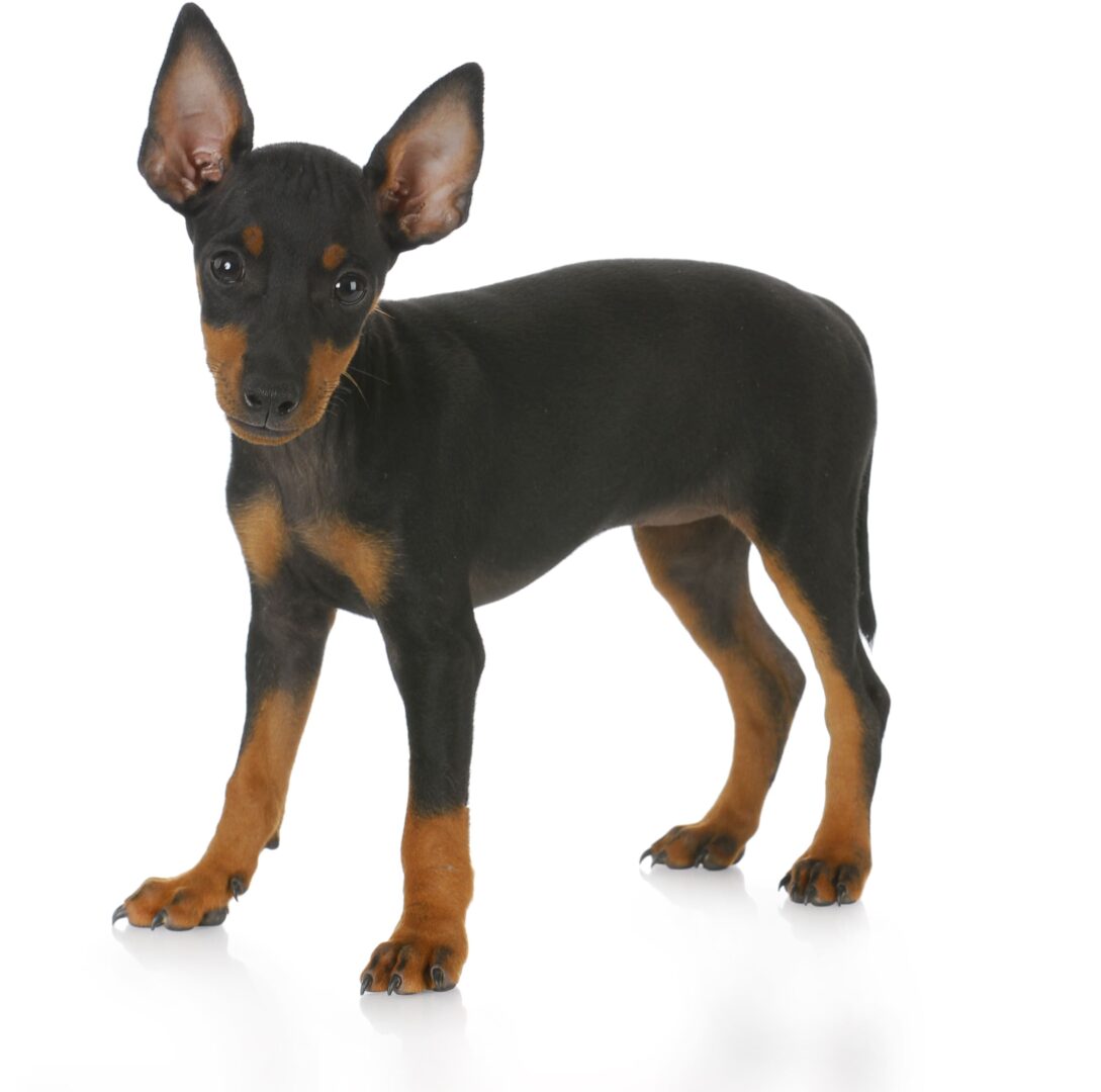 Toy Manchester Terrier