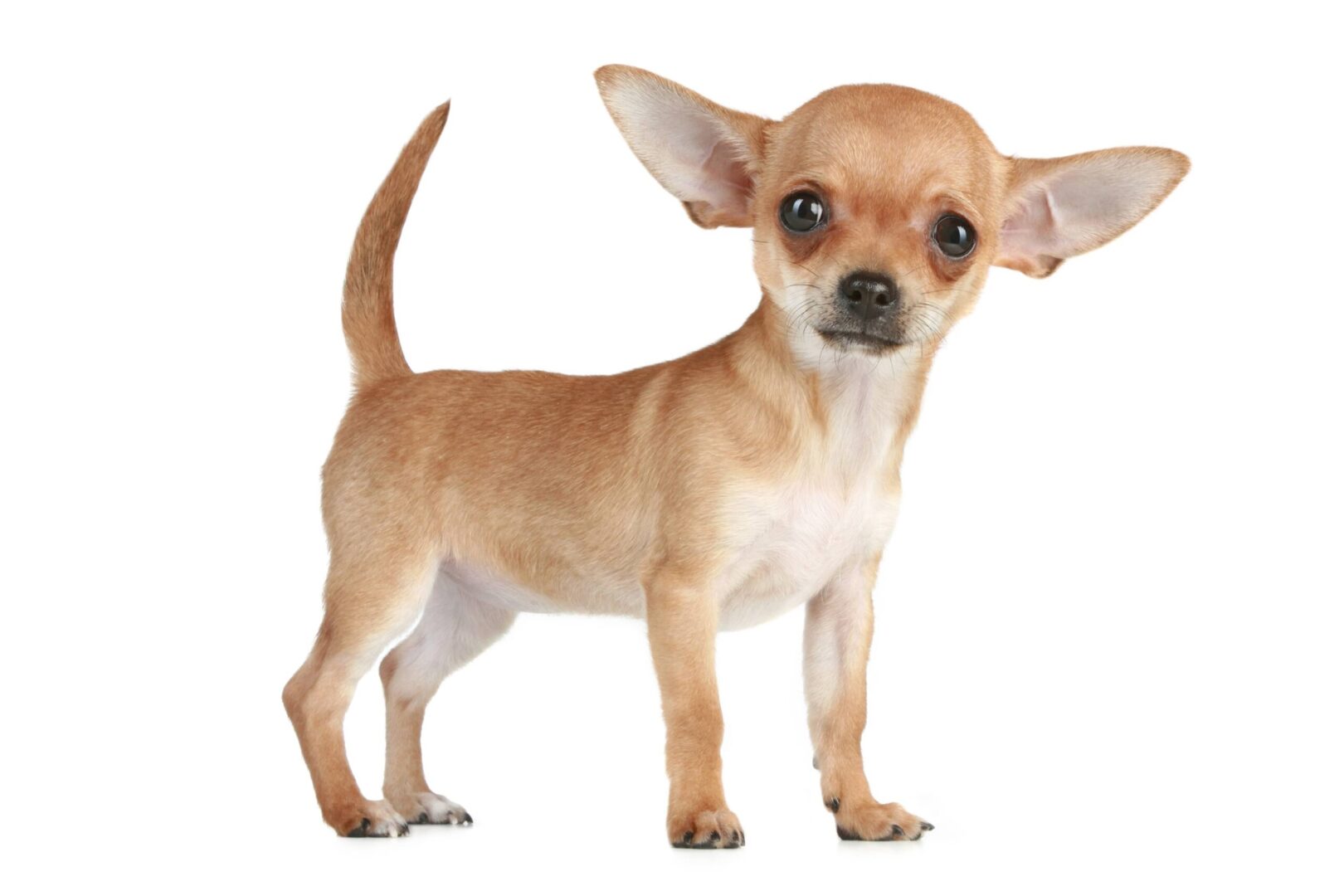 Chihuahua Terrier Mixes