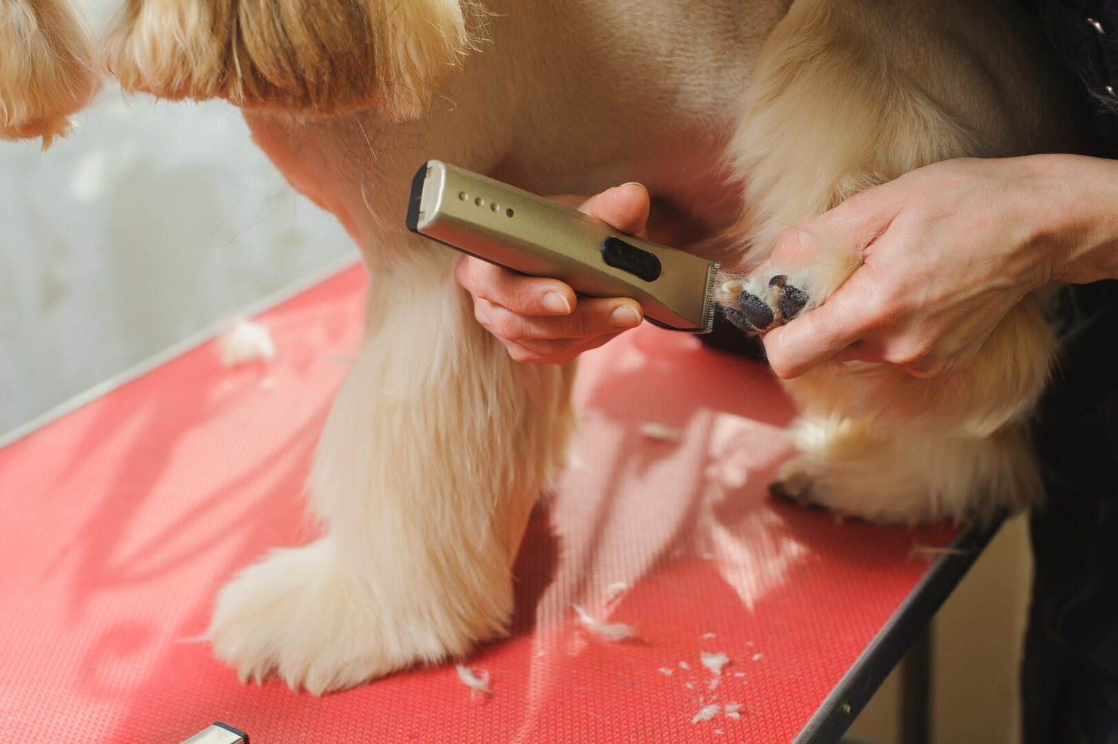 Choosing the Right Cocker Spaniel Clippers