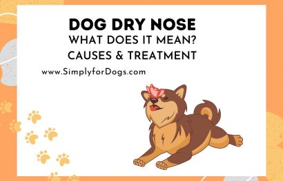 Dog Dry Nose