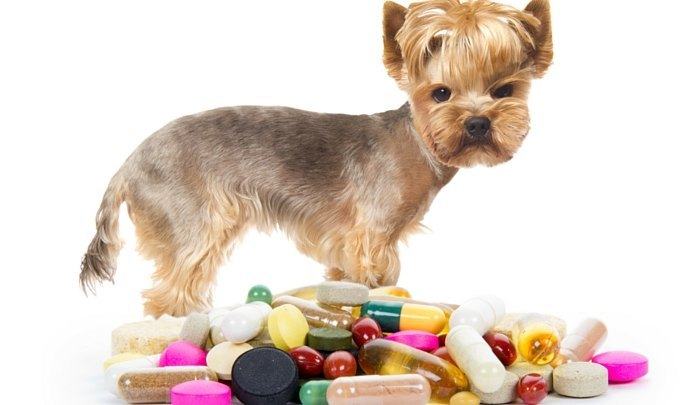 Human Vitamins for Dogs 