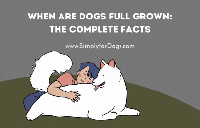 When are Dogs Full Grown_ The Complete Facts