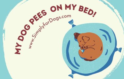 My Dog Pees on My Bed!