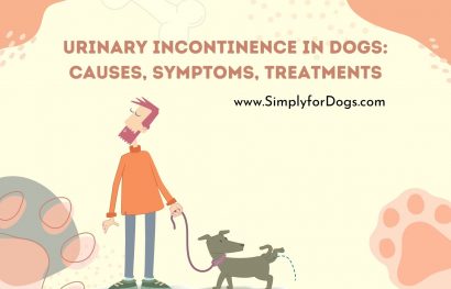 Urinary Incontinence In Dogs_ Causes, Symptoms, Treatments
