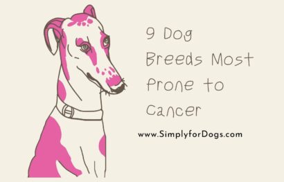 9 Dog Breeds Most Prone to Cancer