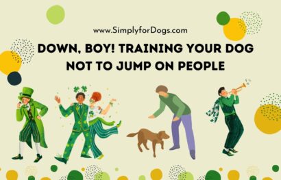 Down, Boy! Training Your Dog Not to Jump on People