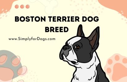 Boston Terrier Dog Breed