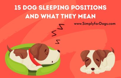 15 Dog Sleeping Positions and What They Mean