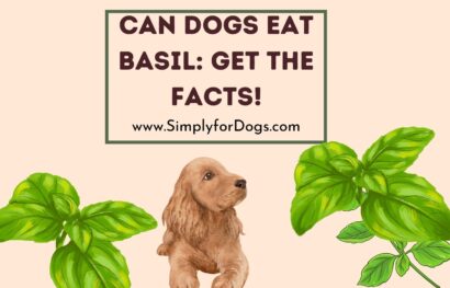 Can Dogs Eat Basil_ Get the Facts!
