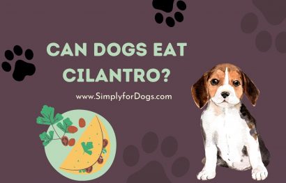 Can Dogs Eat Cilantro
