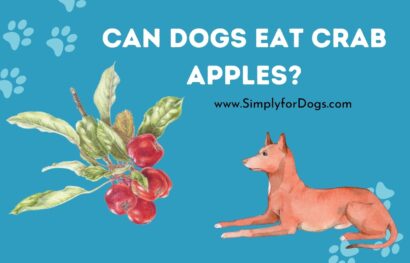 Can dogs eat crab apples