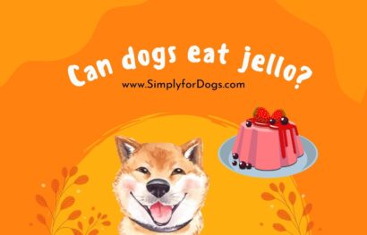 Can dogs eat jello