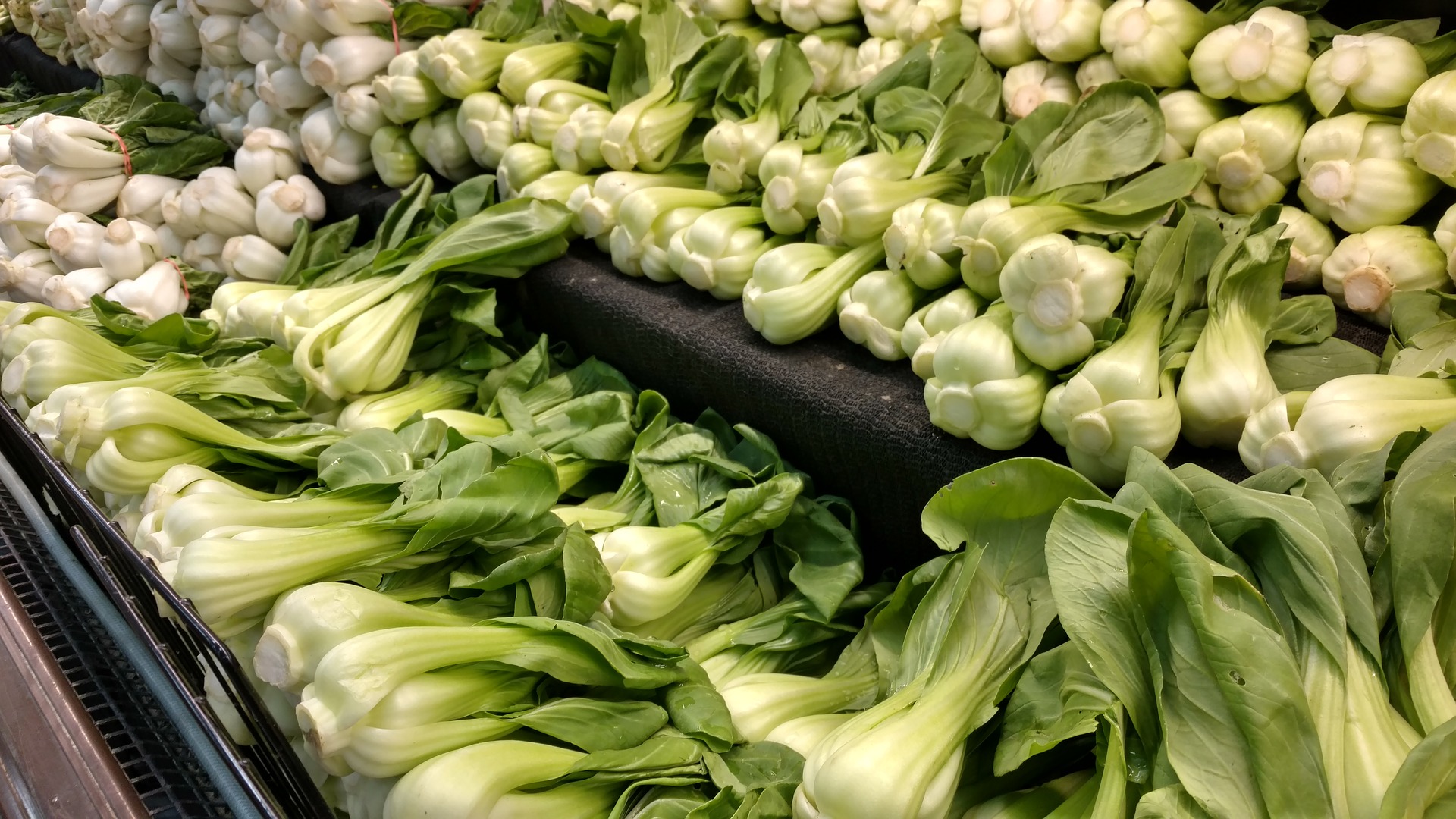 Is Bok Choy Safe for Dogs