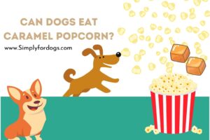 Can-Dogs-Eat-Caramel-Popcorn