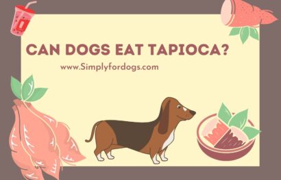 Can-Dogs-Eat-Tapioca