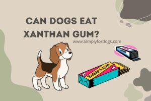 Can-Dogs-Eat-Xanthan-Gum