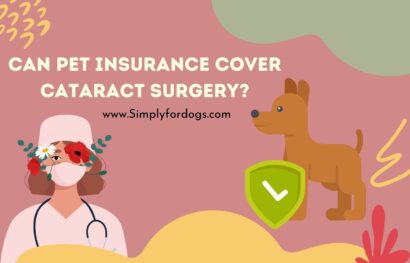 Can-Pet-Insurance-Cover-Cataract-Surgery