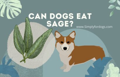 Can-dogs-eat-sage