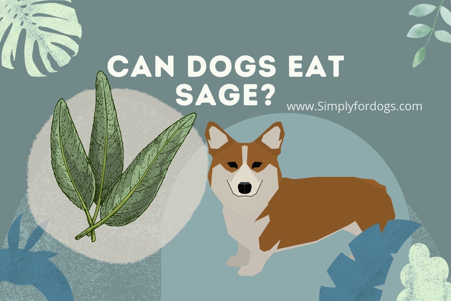 Can-dogs-eat-sage