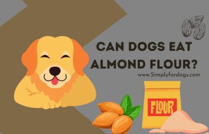 can-dogs-eat-almond-flour