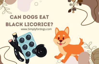 can-dogs-eat-black-licorice