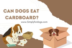 can-dogs-eat-cardboard