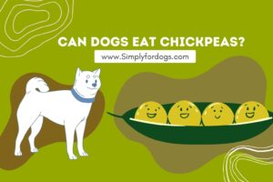 can-dogs-eat-chickpeas